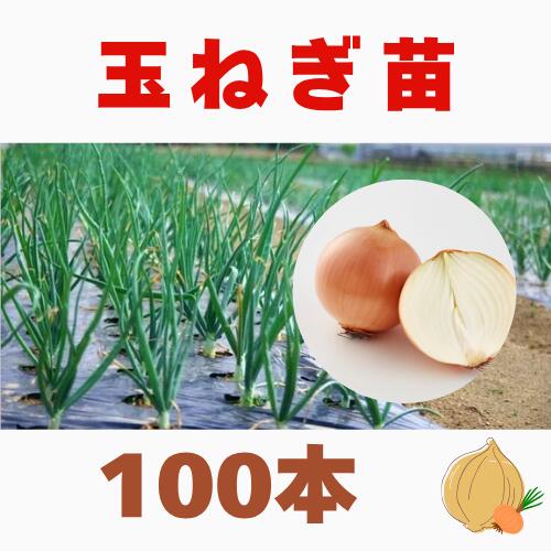 玉ねぎ苗」の人気商品一覧 | 安い商品を通販サイトから探す - 価格.com