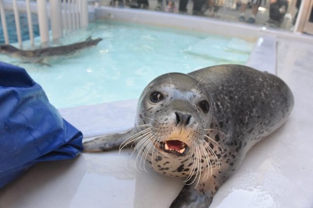 君の名は×2 – 男鹿水族館GAO