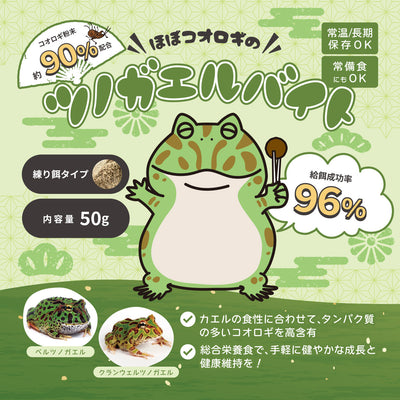 初めてのツノガエル選びに迷ったら！種類とモルフの違いと選び方まとめ