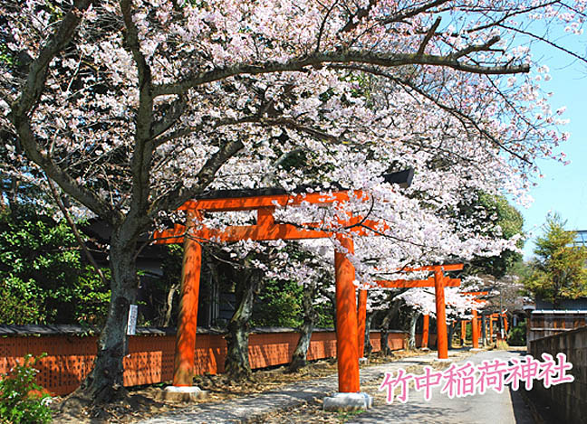 竹中稲荷神社の桜（京都の観光）