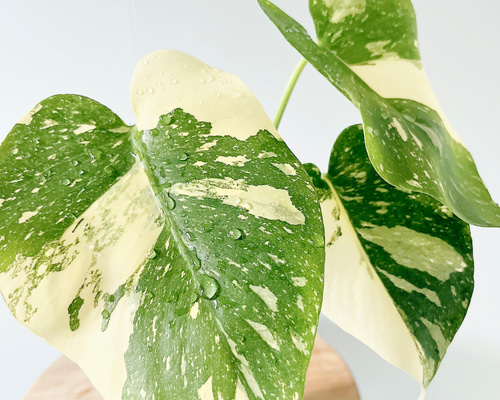 数量限定】斑入りモンステラ タイコンステレーション No.8 観葉植物