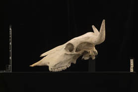 Bos taurus（ウシ）