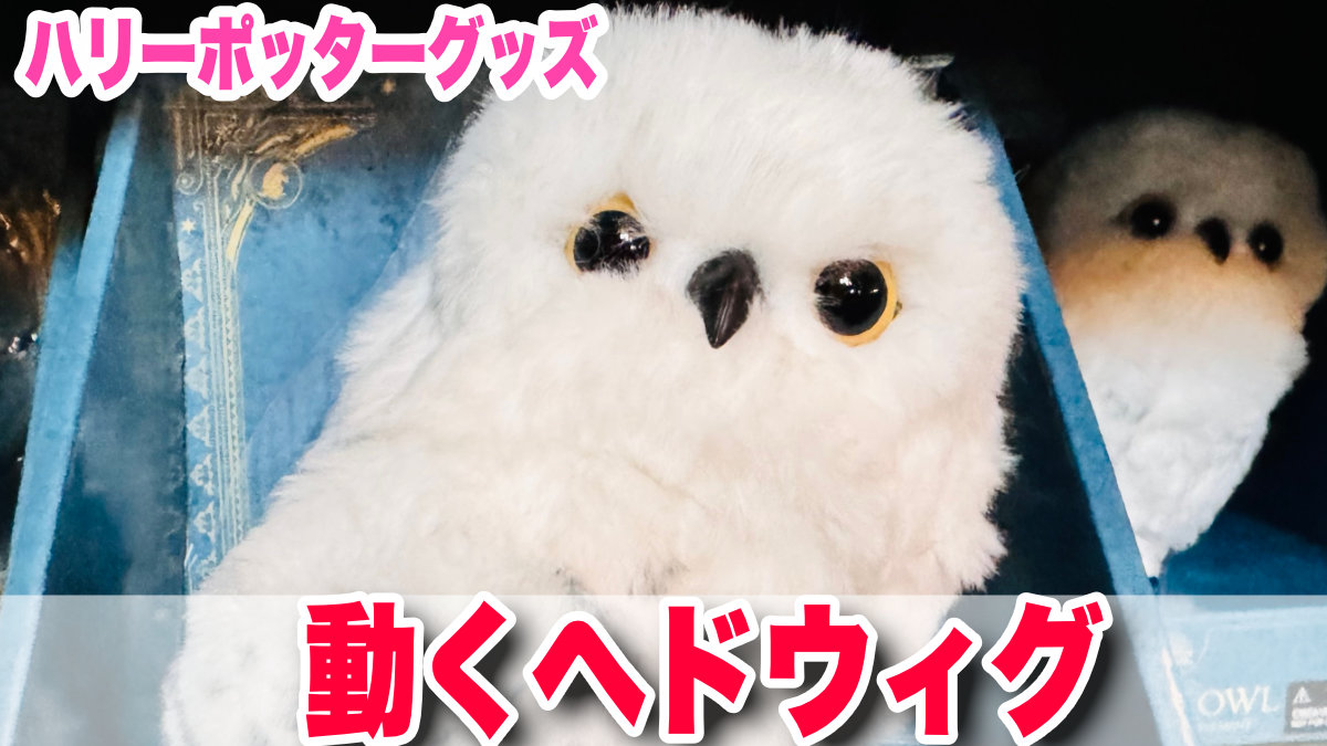 USJで声に反応！「動くヘドウィグ」が再入荷して魔法界で大人気
