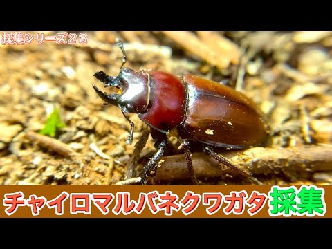28種目】2年に1度しか出会えないレアなチャイロマルバネクワガタ採集に