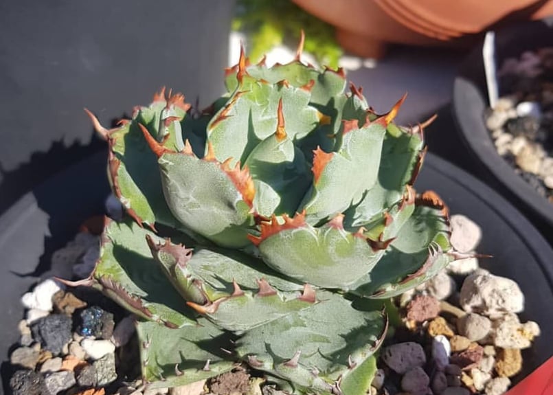アガベ・姫蠍蟹 (小株)-003｜Agave gypsophila x isthmensis