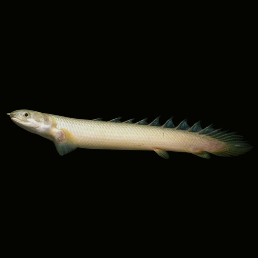 熱帯魚 古代魚 大型魚 ポリプテルス・セネガルス 6cm± 5匹 【生きた