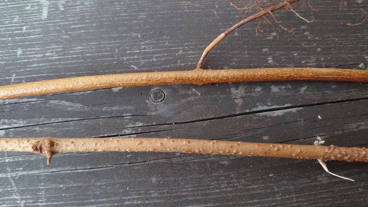 アケビの蔓細工 蔓と蔓採取の話 : 里山暮らしの雑記帳