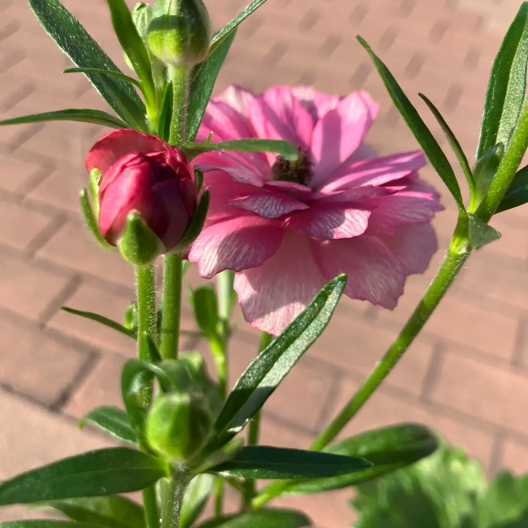 2026年最新】ラナンキュラス ラックス あずきの人気アイテム - メルカリ