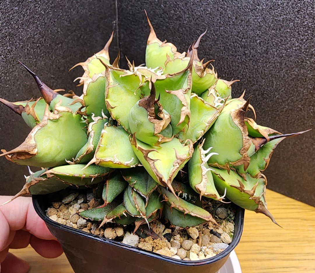 こ*ん様 多頭　アガベ　チタノタローズ　イラン株