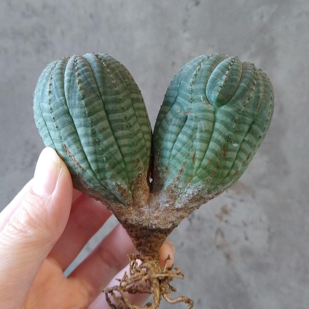 と*ぃ様 B17833★オークション★ユーフォルビア オベサ ダブルヘッド 美株 オス株 ダブルヘッド オベサ / ユーフォルビア | LIGHTHOUSE.PLANTS