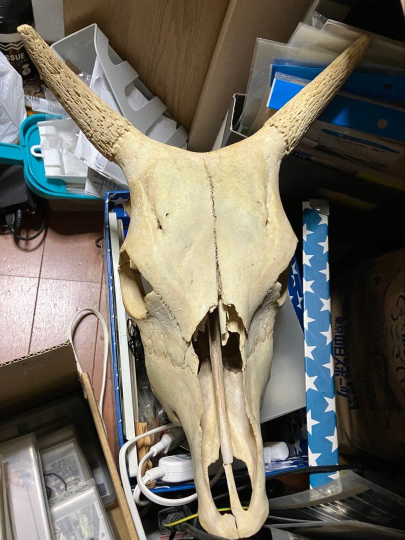 頭骨　頭蓋骨　ウシ　牛　種名 Bos taurus ※条約などには抵触しない種類 Bos taurus（ウシ）