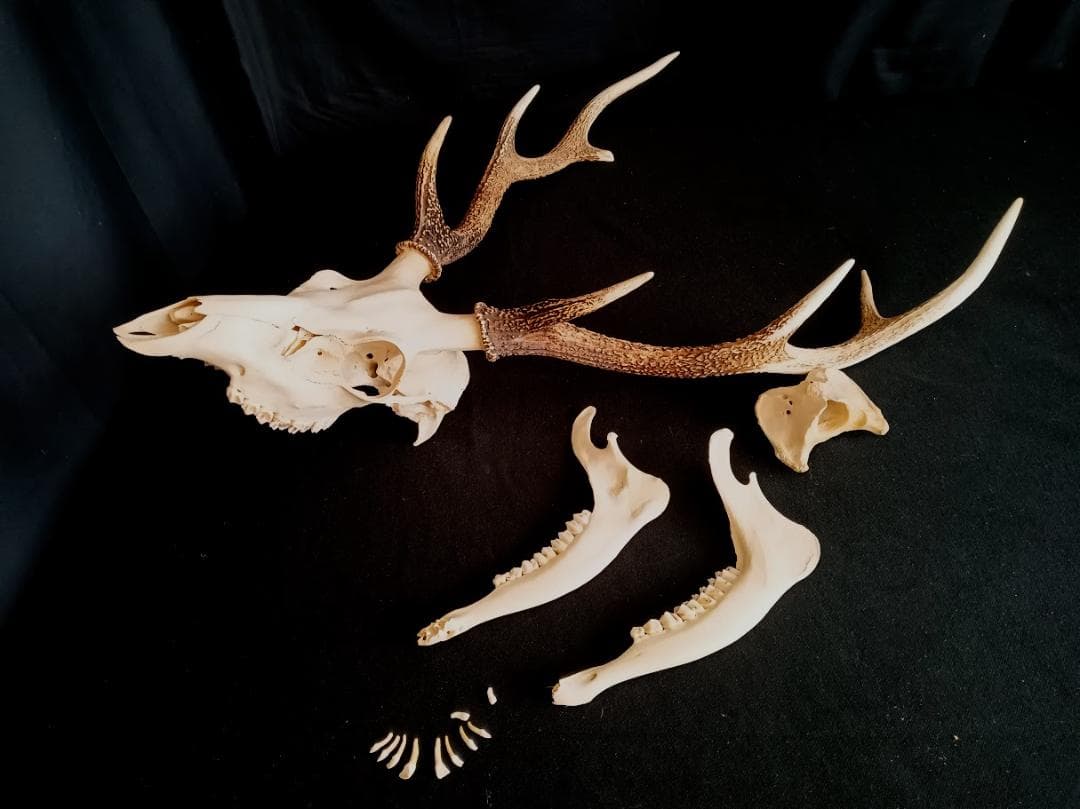 【お買い得　DIY組み立て用　角付き頭骨標本】　種名ニホンジカ♂　４７Kg 大型 角付頭骨標本】種名ニホンジカ オス 60Kg - メルカリ
