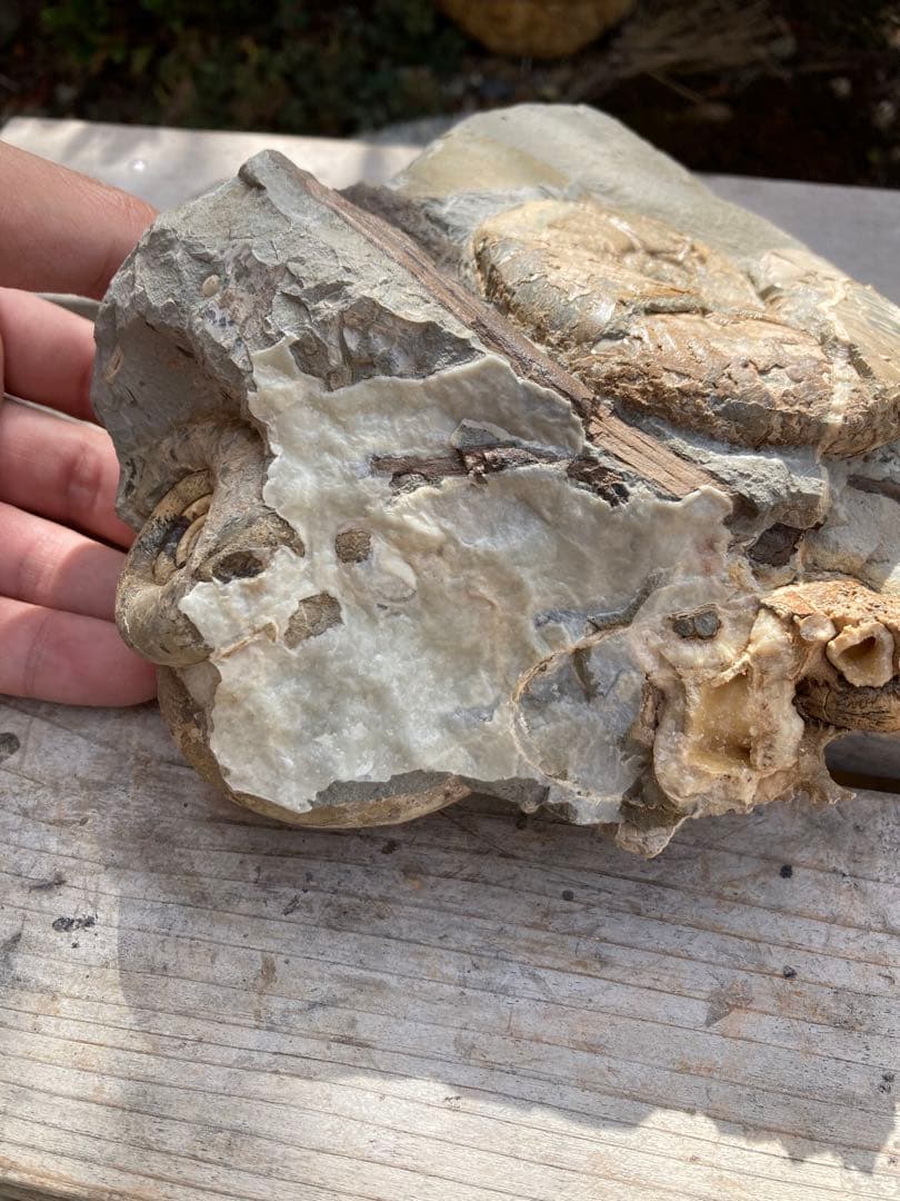 羽幌 木や結晶が混ざったアンモナイトの群生 化石 /インテリア 家具