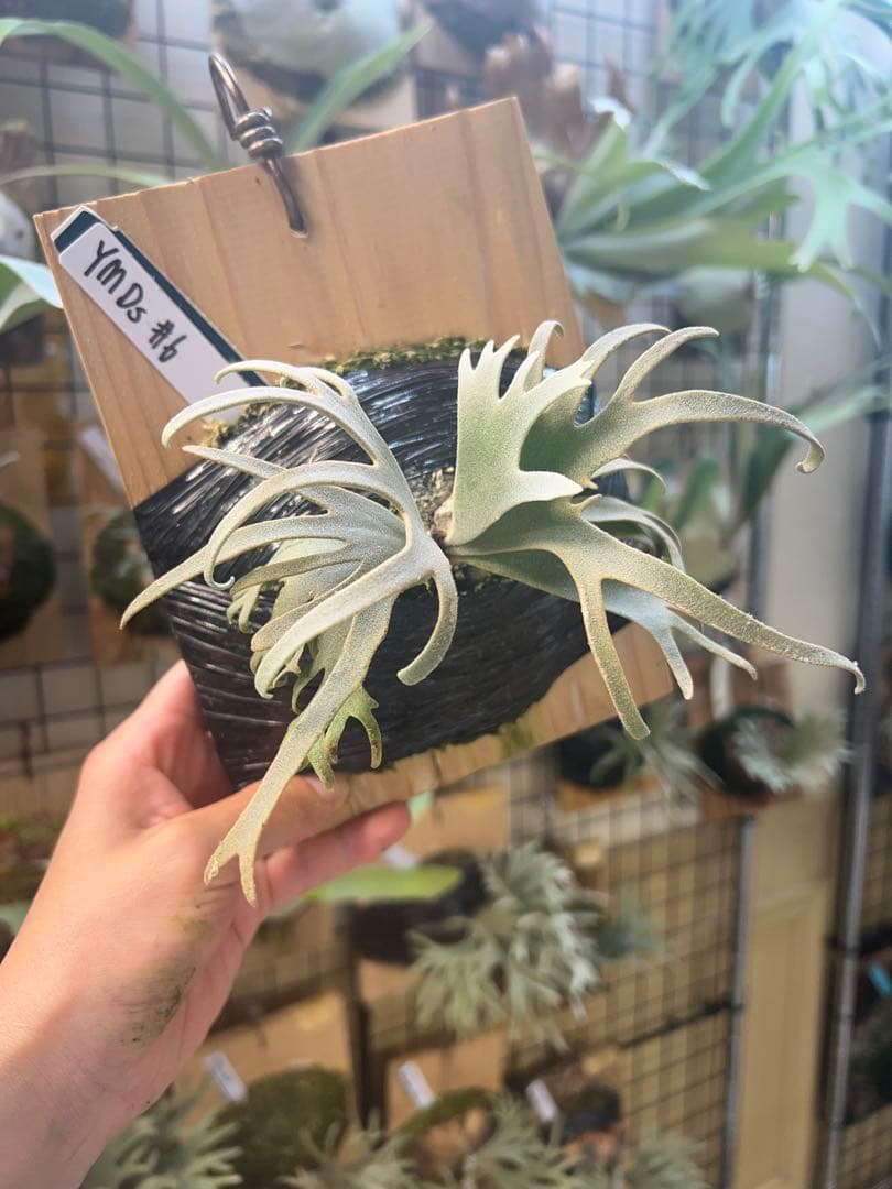 年末大特価P.willinckii Totoro spore YMDs ⑥