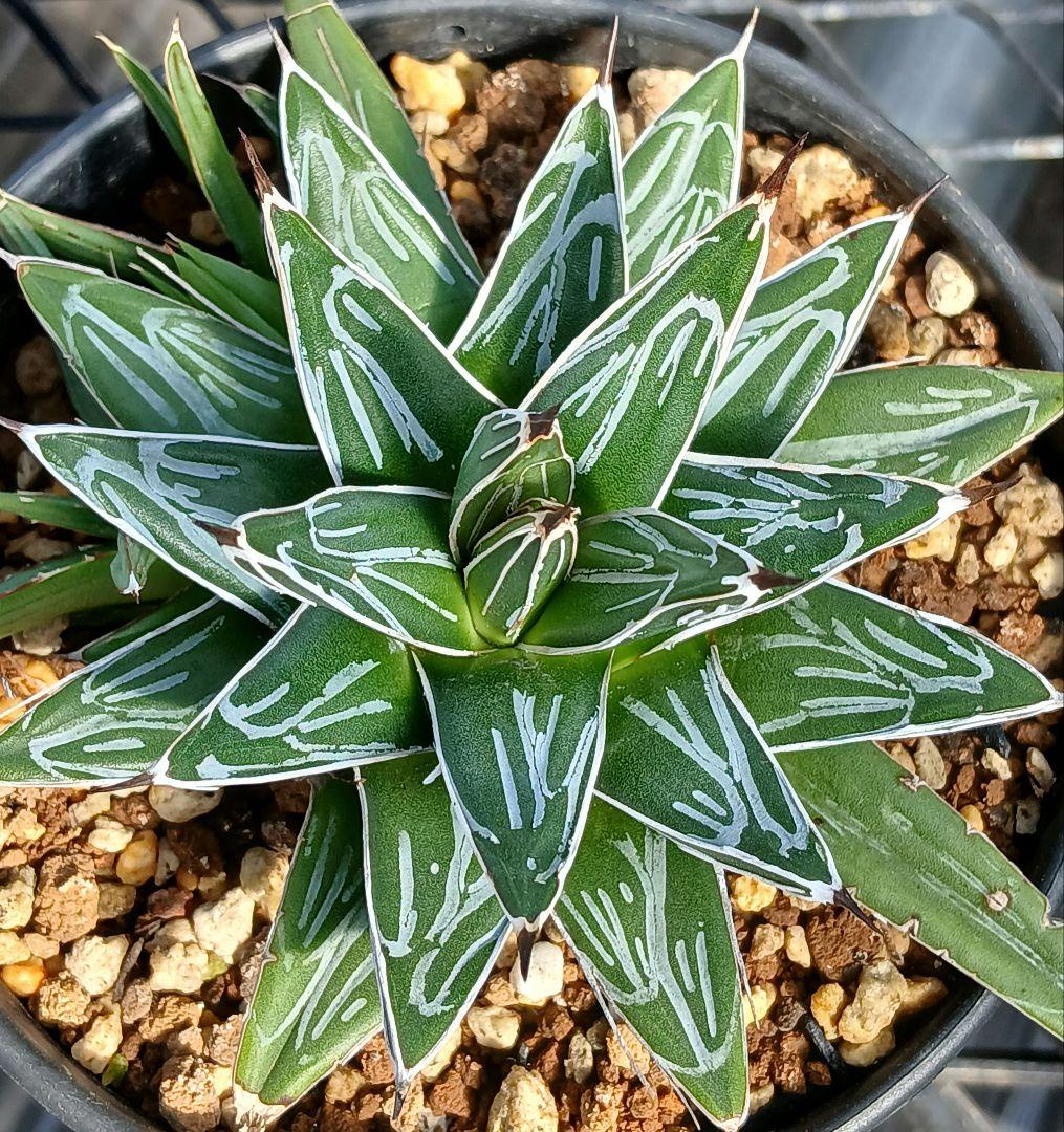 アガベ 笹の雪 実生選抜 仔株【希少 選抜】検索 ロウルサンコ 極姫