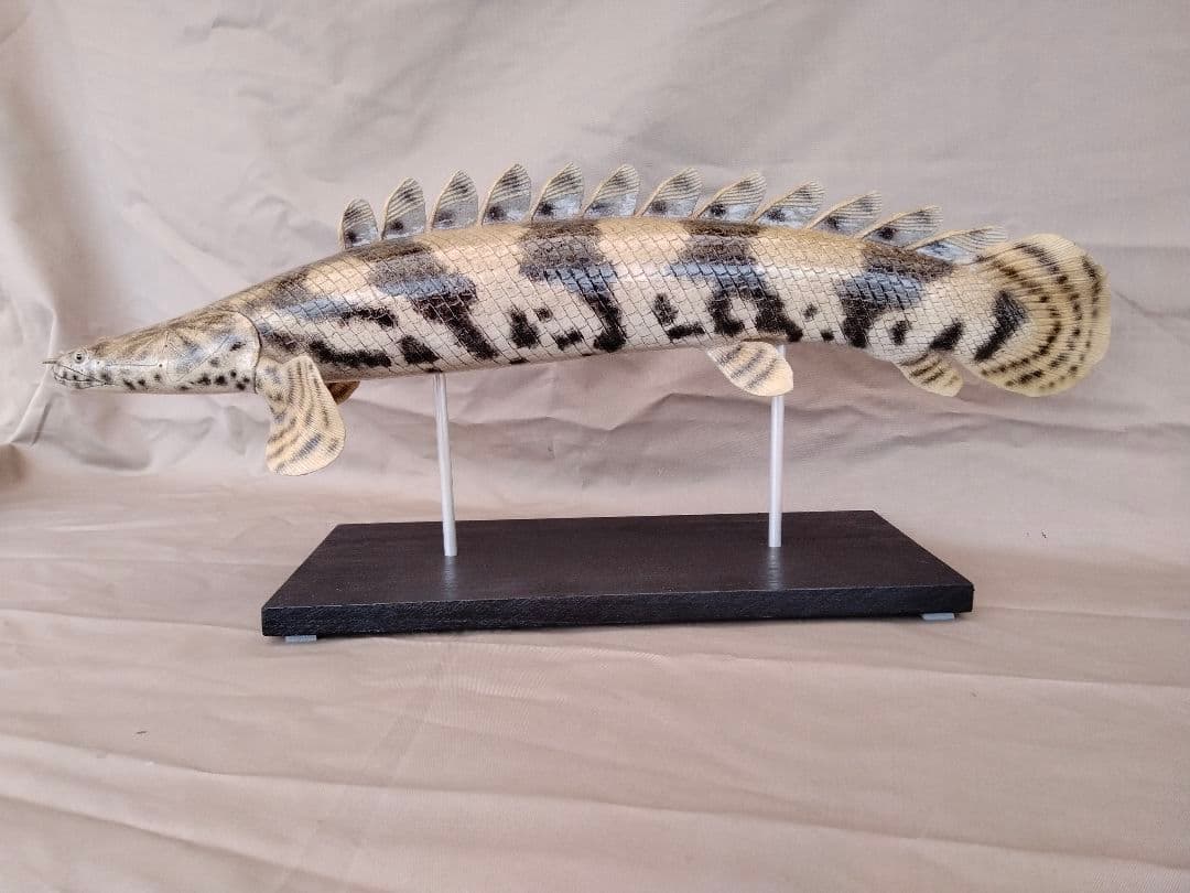 ハンドメイド 50cmポリプテルス フィギュア レプリカ 熱帯魚 古代魚