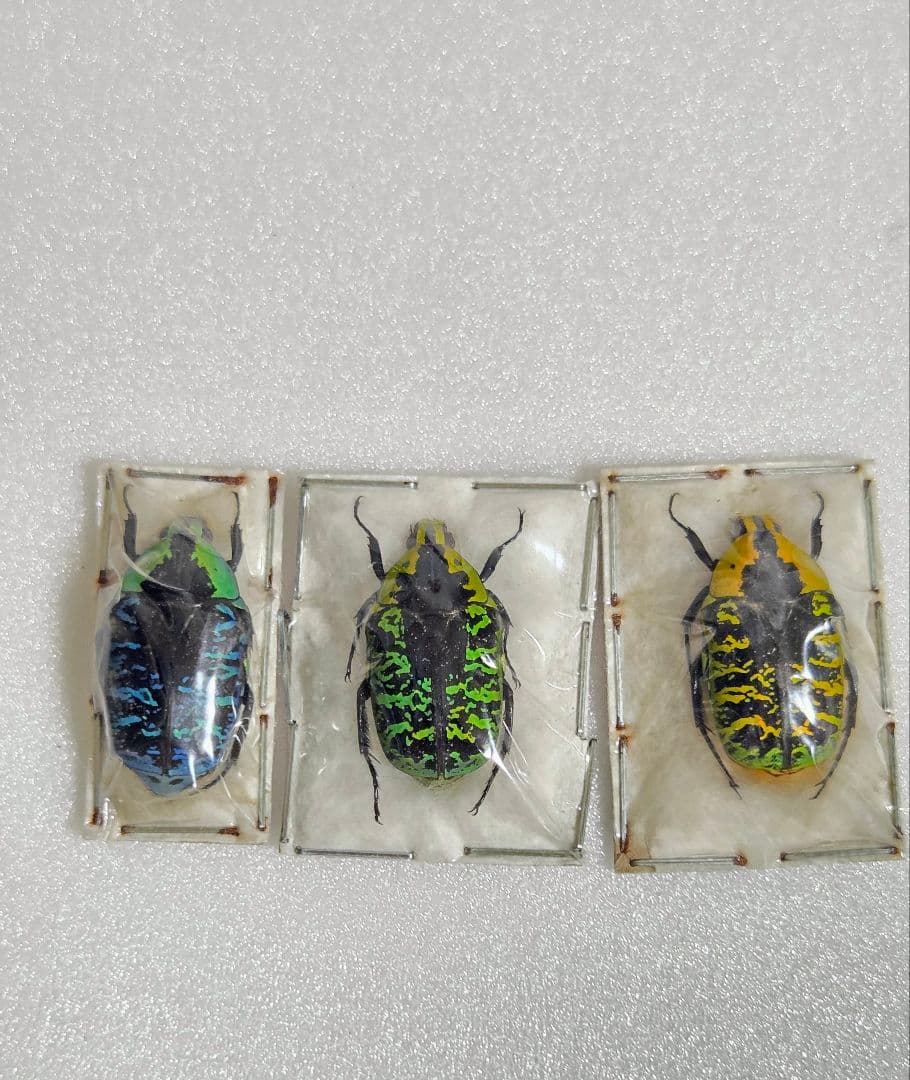 サザナミマラガシーハナムグリ3色3頭セット！特上個体！