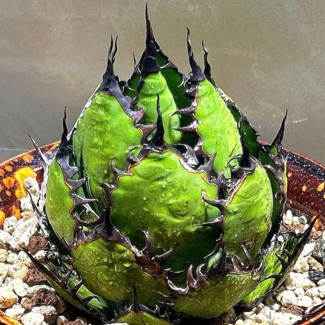 アガベ　陽炎ホリダ　極陽炎　ボールタイプ　ドワーフ　特選S級選抜　鉢植え発送